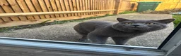 British Shorthair cats for sale: Adorable British Shorthair Kittens BSH - Advert 3
