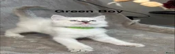 Ragdoll cats for sale: 😻Pure Ragdoll Kittens looking for loving home ❤️ - Advert 21