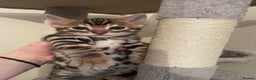 Bengal cats for sale: 5 Outstanding bengal kittens ready for a family  - Advert 30