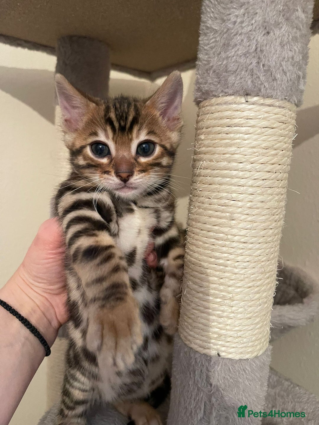 Bengal cats for sale: 5 Outstanding bengal kittens ready for a family  - Advert 30