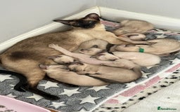 Siamese cats for sale: Siamese GCCF Registered Kittens - Image 19