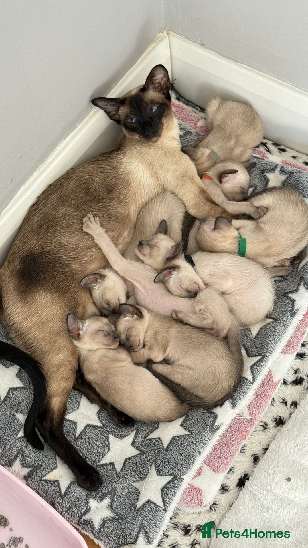 Siamese cats for sale: Siamese GCCF Registered Kittens - Image 19