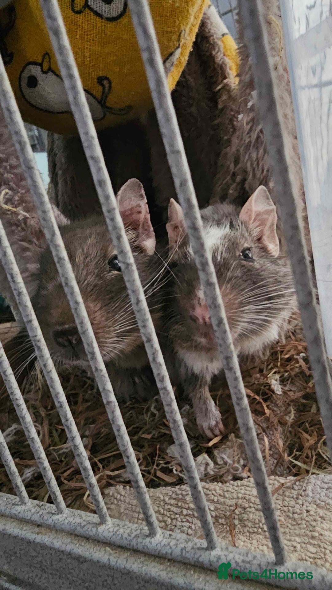 Degus rodents 2 Male Degus - Advert 1