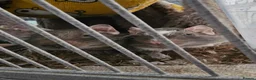 Degus rodents for sale: 2 Male Degus in Birmingham - Advert 1
