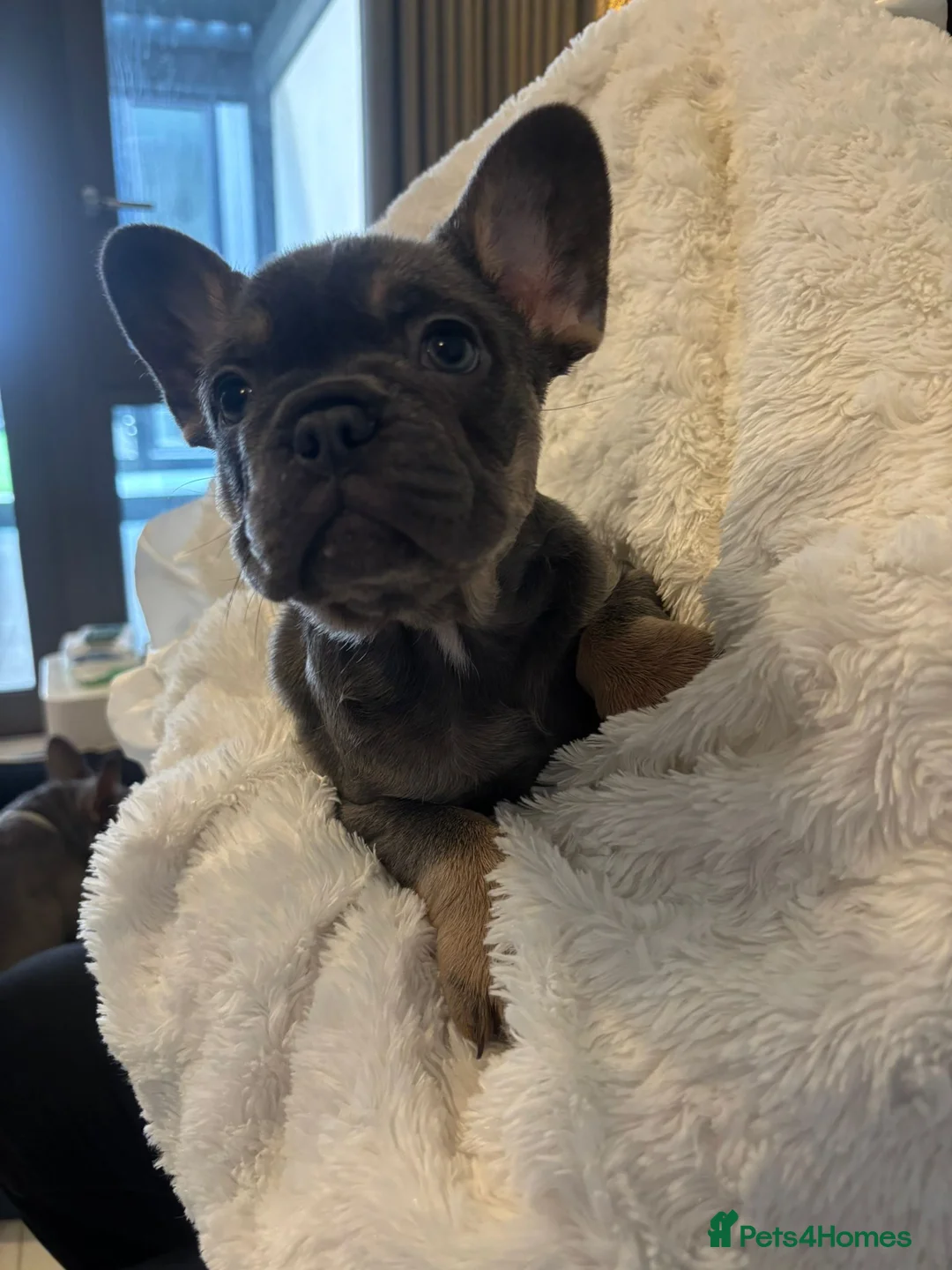 French Bulldog dogs for sale: 3 Girls 3 Big Personalities! - Advert 2