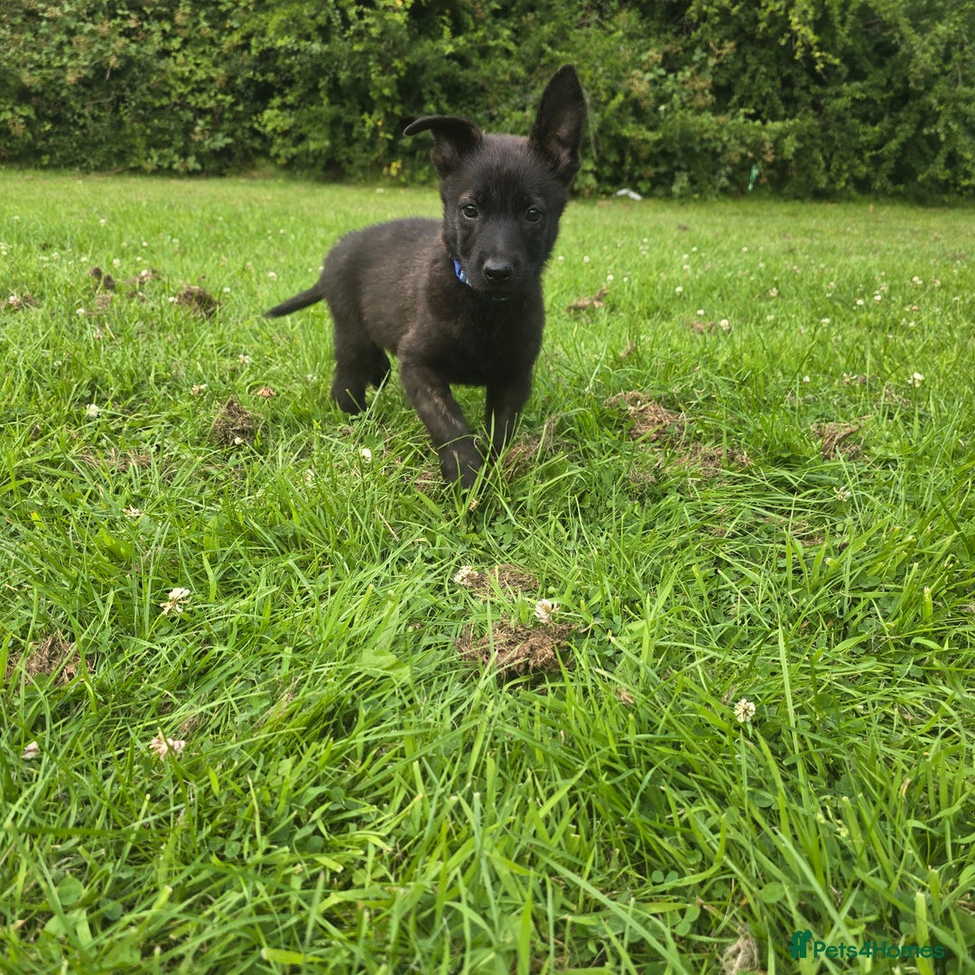 Belgian Shepherd Dog dogs for sale: Duch scheperd puppy for sale in Warrington - Image 15