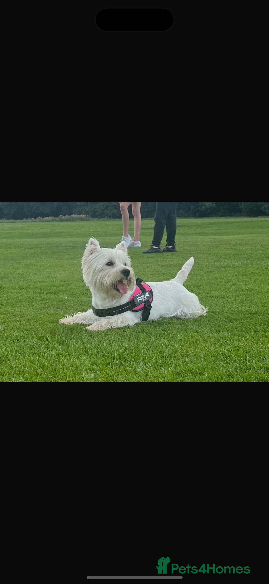 West Highland Terrier dogs for sale: Quality Westie Pups  - Image 9