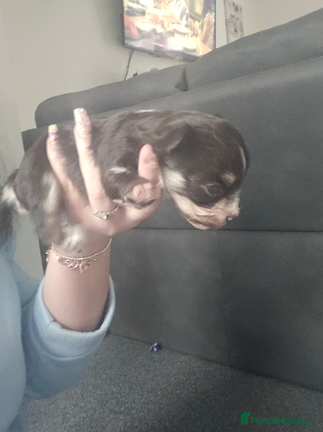 Mixed Breed dogs for sale: Mixed breed male pups - Image 5