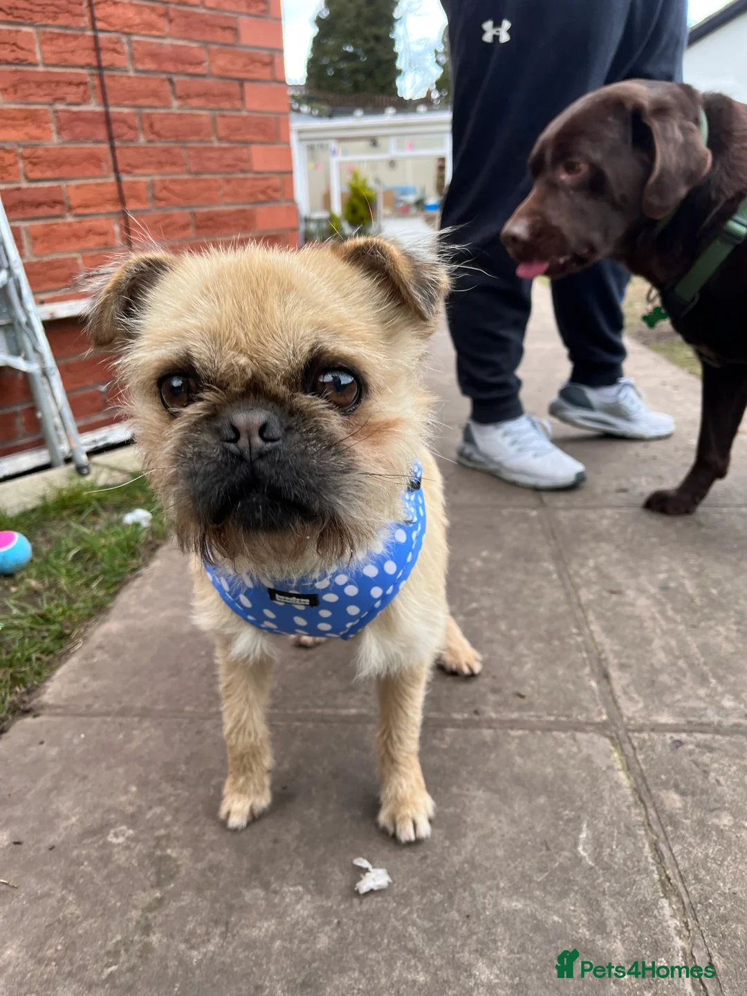 Mixed Breed dogs for sale: Re-homing Labrador and Shih tzu x pug - Advert 3