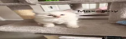 Ragdoll cats for sale: Ragdoll kittens rare lilac point mitted - Advert 23