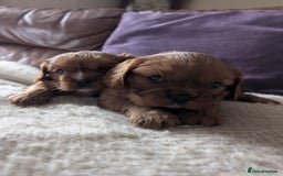 Cavalier King Charles Spaniel dogs for sale: 2 Stunning Girls - Image 5