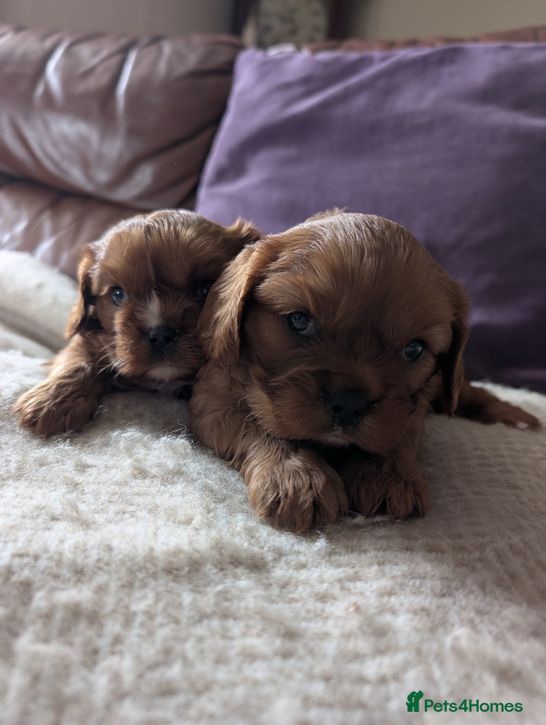 Cavalier King Charles Spaniel dogs for sale: 2 Stunning Girls - Image 5