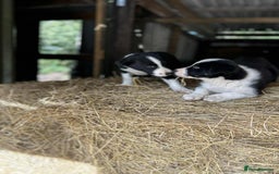 Border Collie dogs for sale: Border collie puppies  - Image 6