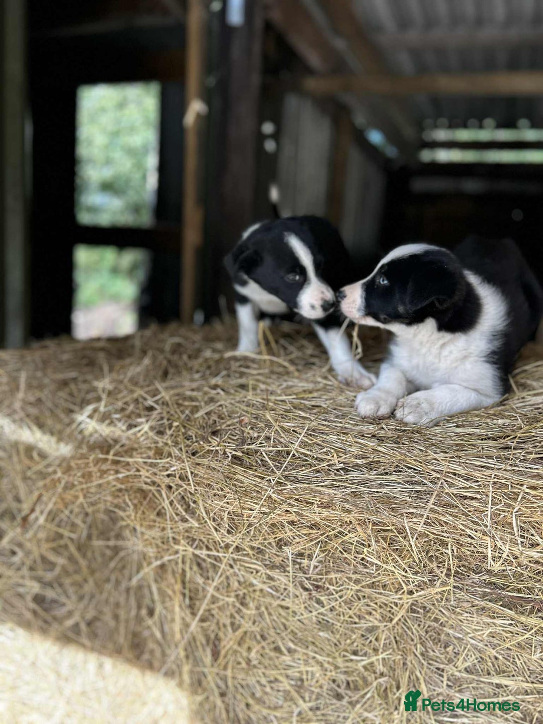 Border Collie dogs for sale: Border collie puppies  - Image 6