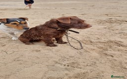 Patterjack dogs for sale: 2 little boys left for sale beautiful puppies - Image 9