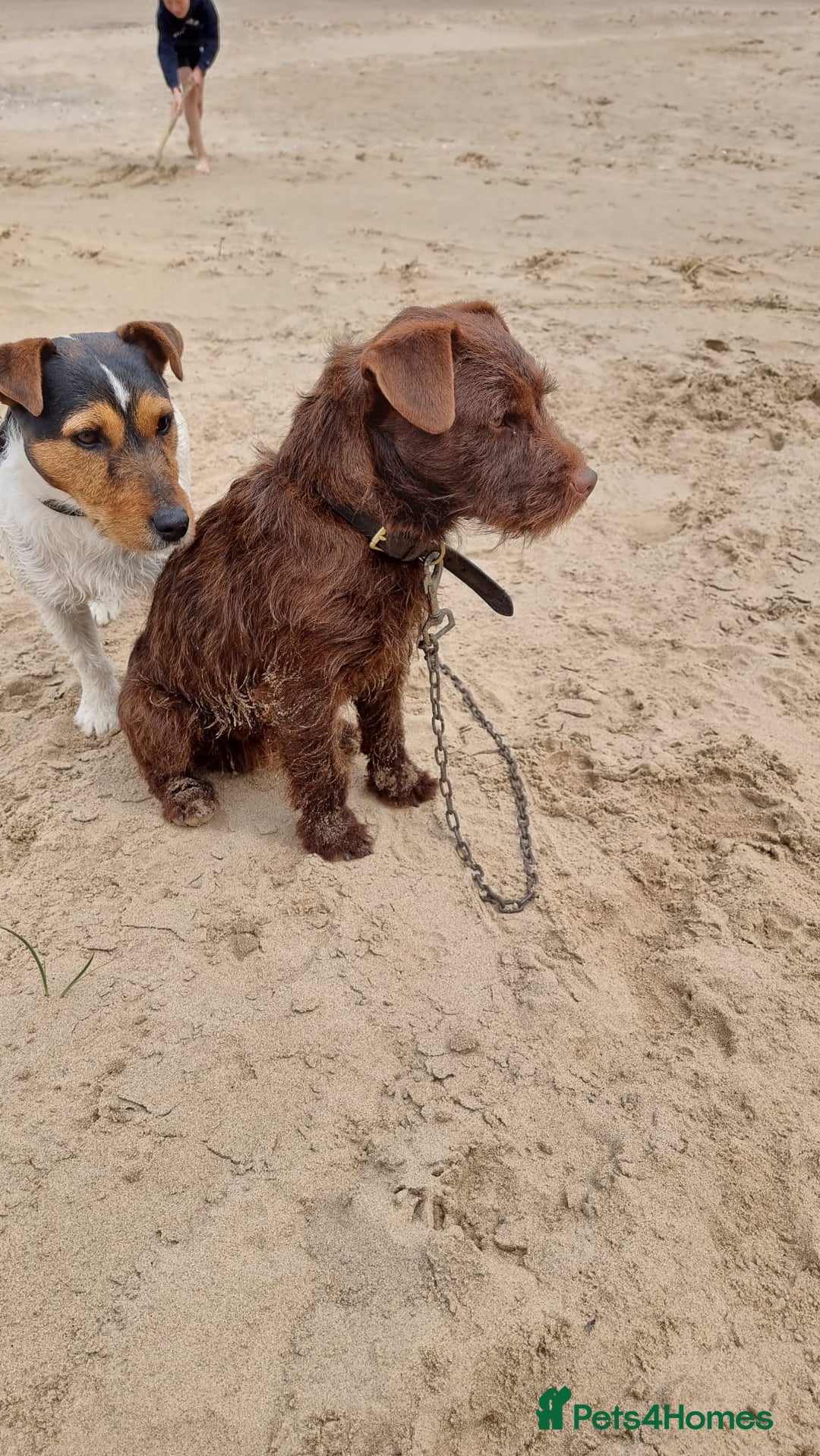 Patterjack dogs for sale: 2 little boys left for sale beautiful puppies - Image 9