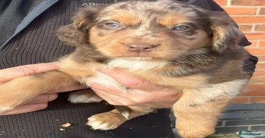 Mixed Breed dogs - Advert 13