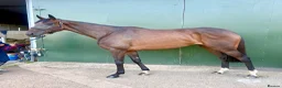 English Thoroughbred horses for sale: Eye catching mate  in Warwick - Advert 4