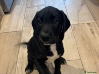 Springador dogs - Advert 29