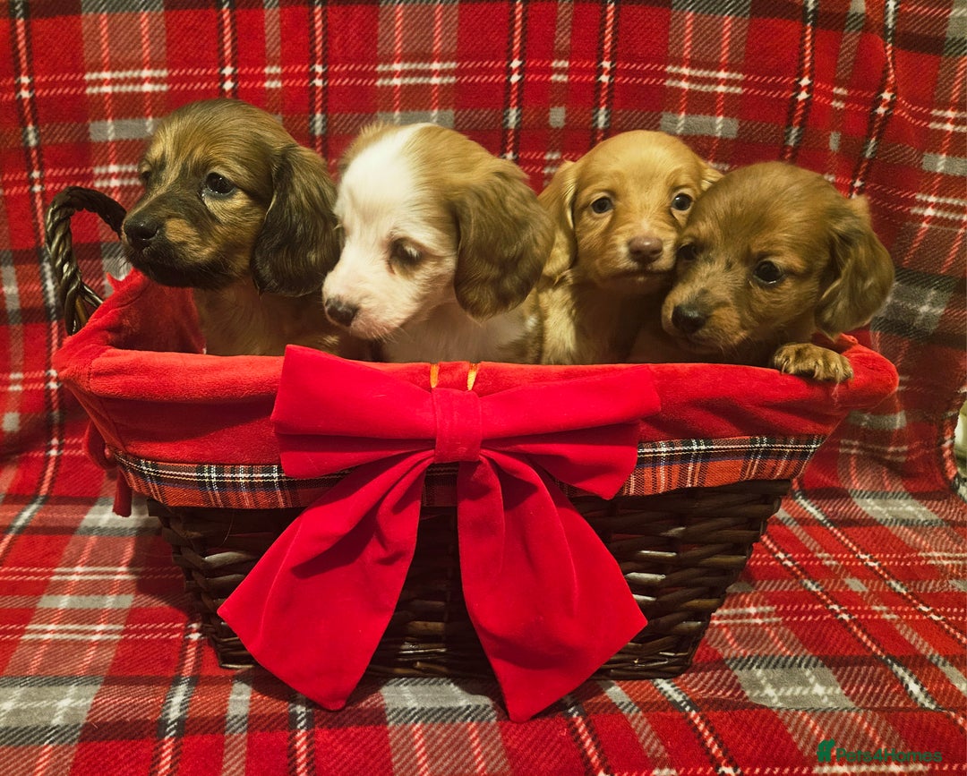 Miniature Dachshund dogs for sale: Longhaired Miniature Dachshund  - Advert 10