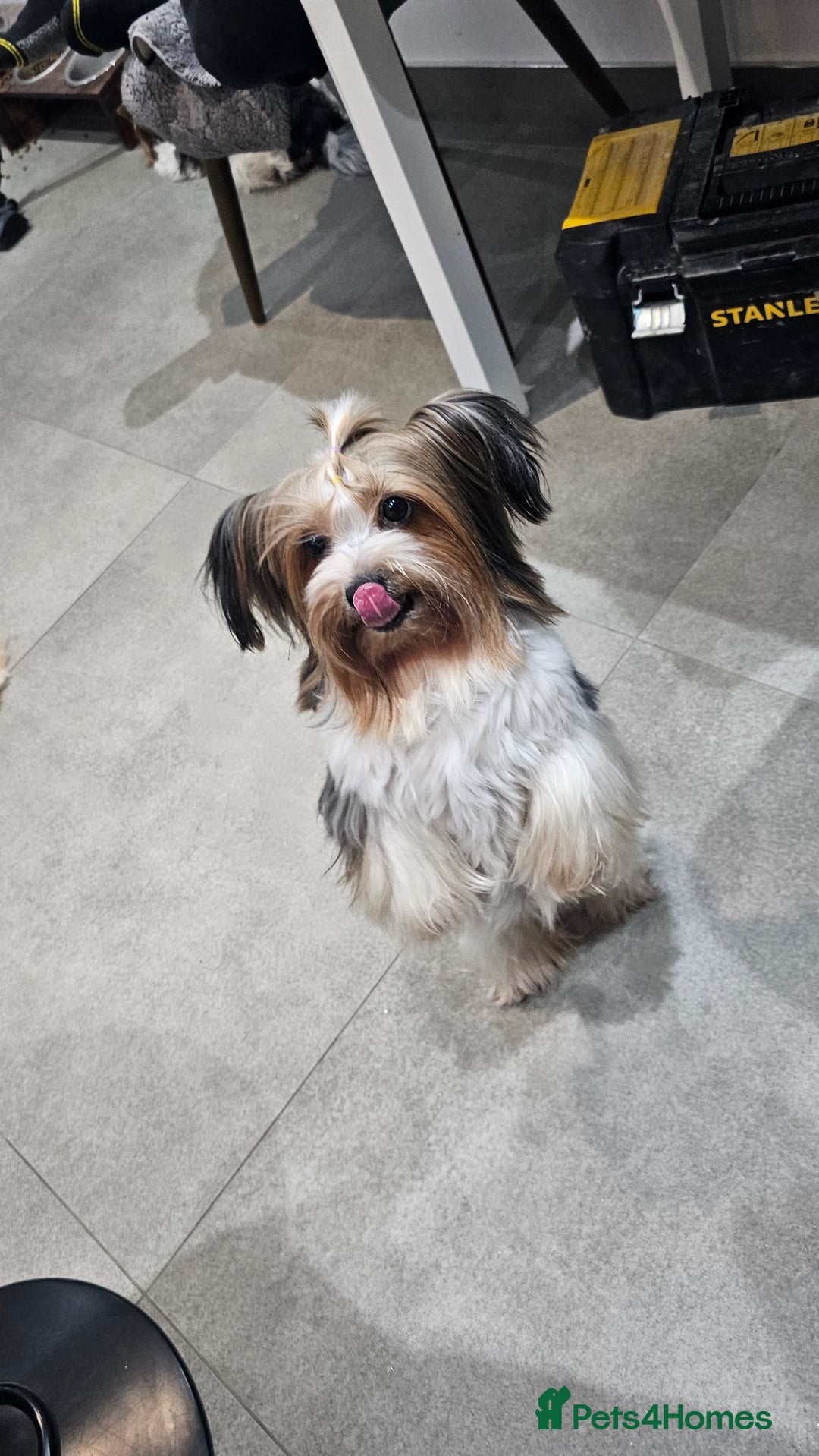 Yorkshire Terrier dogs for sale: 3 boys biewer yorkshire terrier with IHR Pedigree - Advert 21