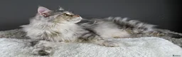Maine Coon cats for sale: Octavia & Freya  - Advert 17