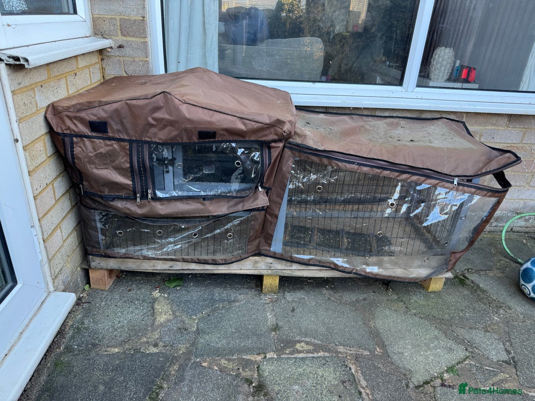 Guinea Pig rodents for sale: 2 x Guinea Pigs with cages - Advert 6