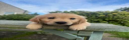 Golden Retriever dogs for sale: Stunning KC Golden Retriever Pups READY NOW - Advert 7
