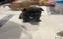 Mixed Breed dogs for sale: STUNNING UNIQUE PUPS 💙💗 - Image 16