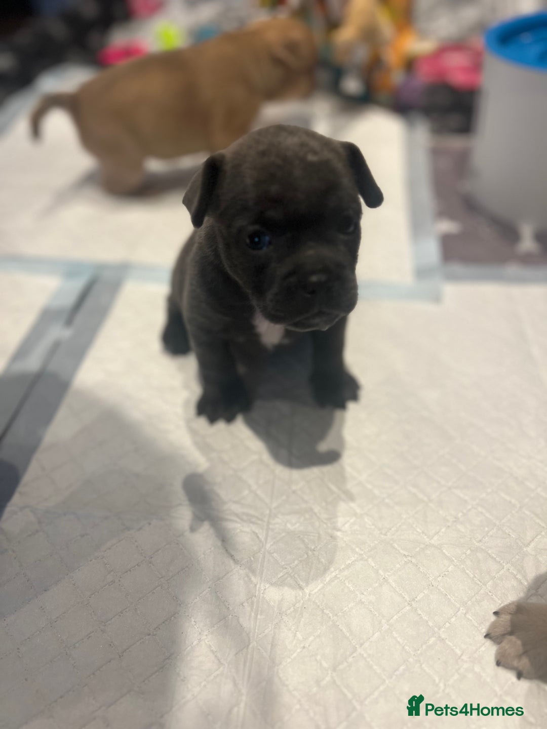 Mixed Breed dogs for sale: STUNNING UNIQUE PUPS 💙💗 - Image 16