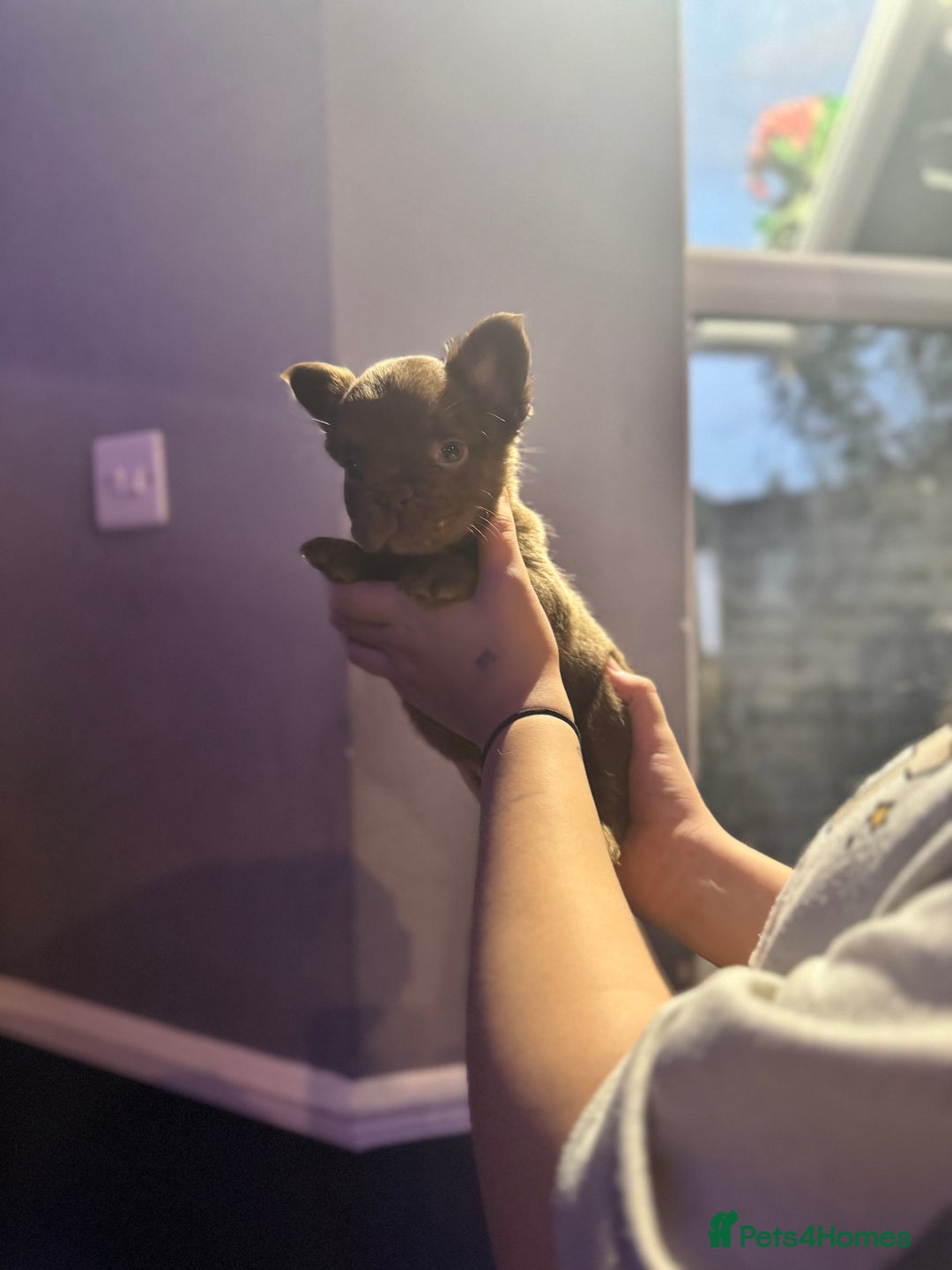 French Bulldog dogs for sale: Two beautiful boys - Image 5