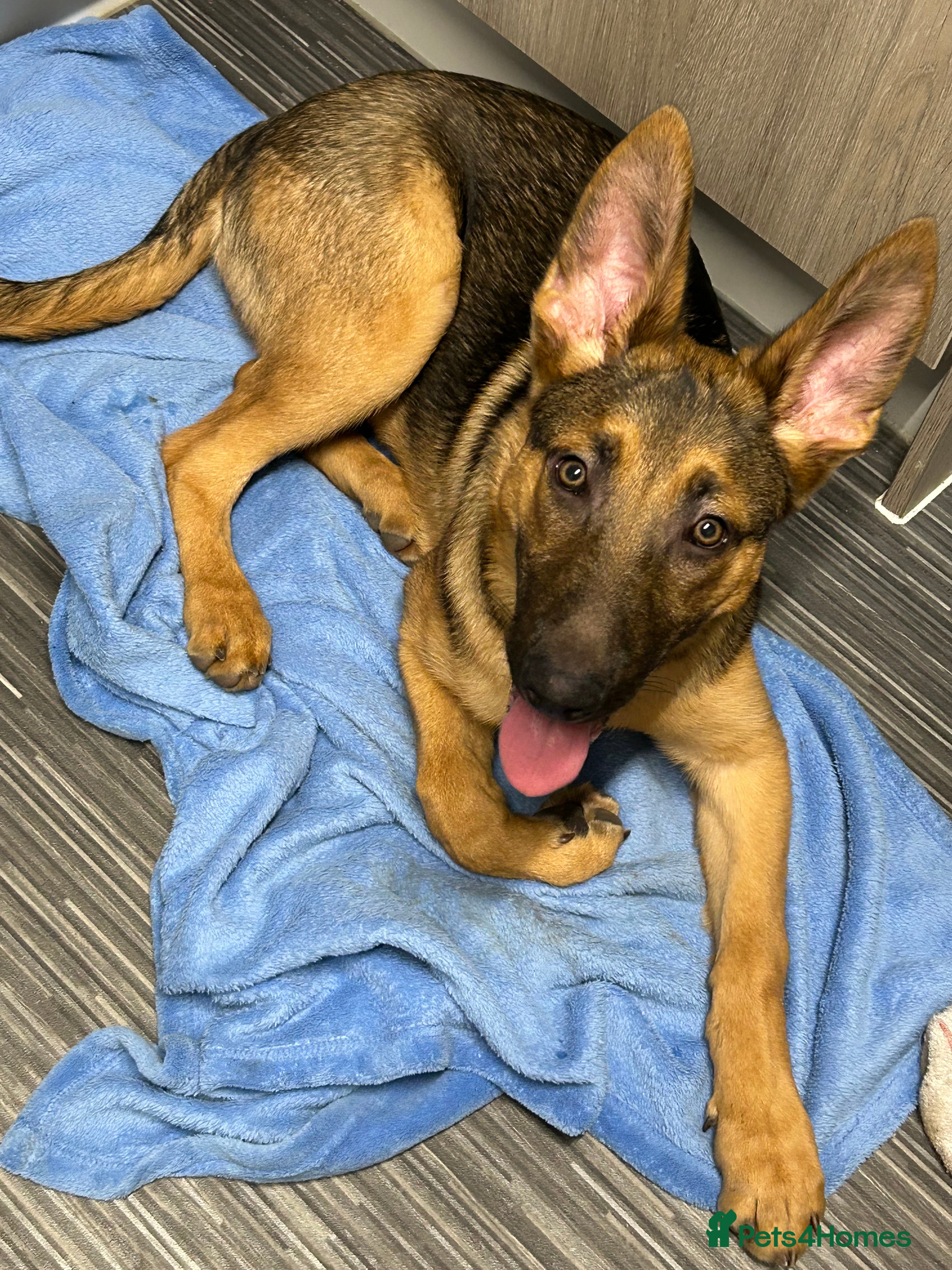 Mixed Breed dogs 6 month old German shepherd/cross  - Advert 1