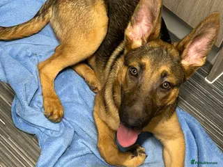 Mixed Breed dogs 6 month old German shepherd/cross - Advert 2