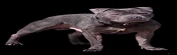 Staffordshire Bull Terrier dogs for sale: KC Registered Staffordshire Bull Terrier Puppies. - Advert 25