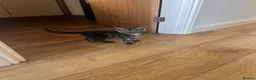 Maine Coon cats for sale: Maine coon cross kittens in Melksham - Advert 8