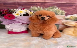 Toy Poodle dogs for stud: stunning toy poodle boys ready for studs in Doncaster - Image 2