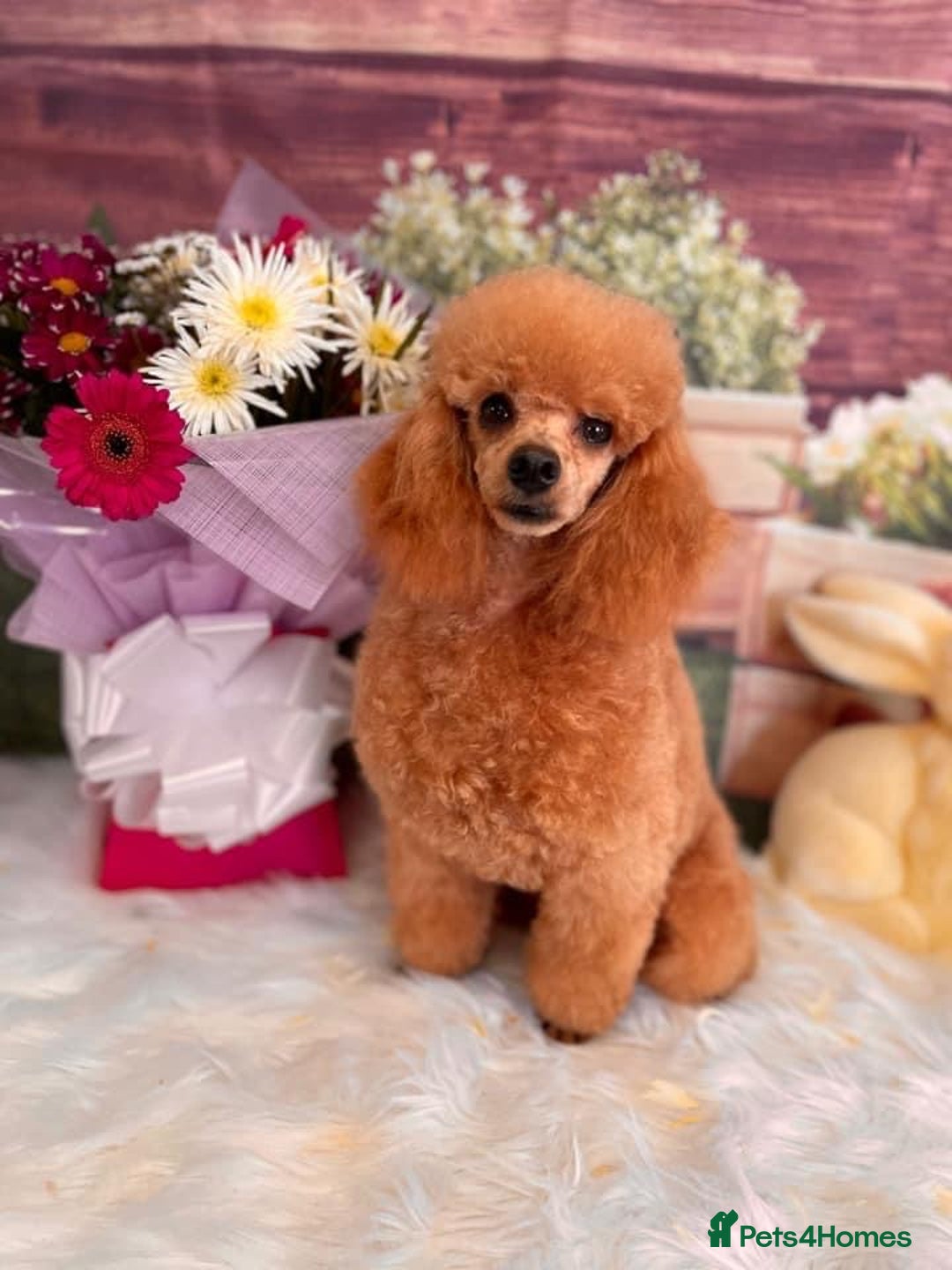 Toy Poodle dogs for stud: stunning toy poodle boys ready for studs in Doncaster - Image 2
