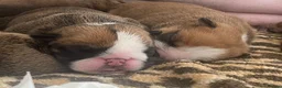 English Bulldog dogs for sale: English Bulldog Pups Standard Traditional Colour - Advert 7