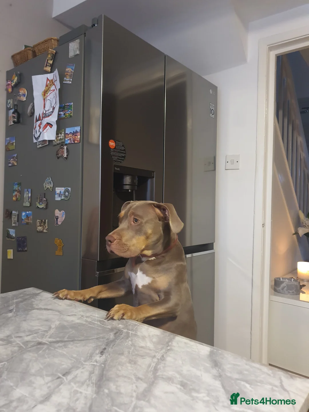 Mixed Breed dogs for sale: Prety puppy - Advert 13