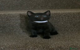 Russian Blue cats for sale: Beautiful Russian Blue x kittens READY NOW - Image 12