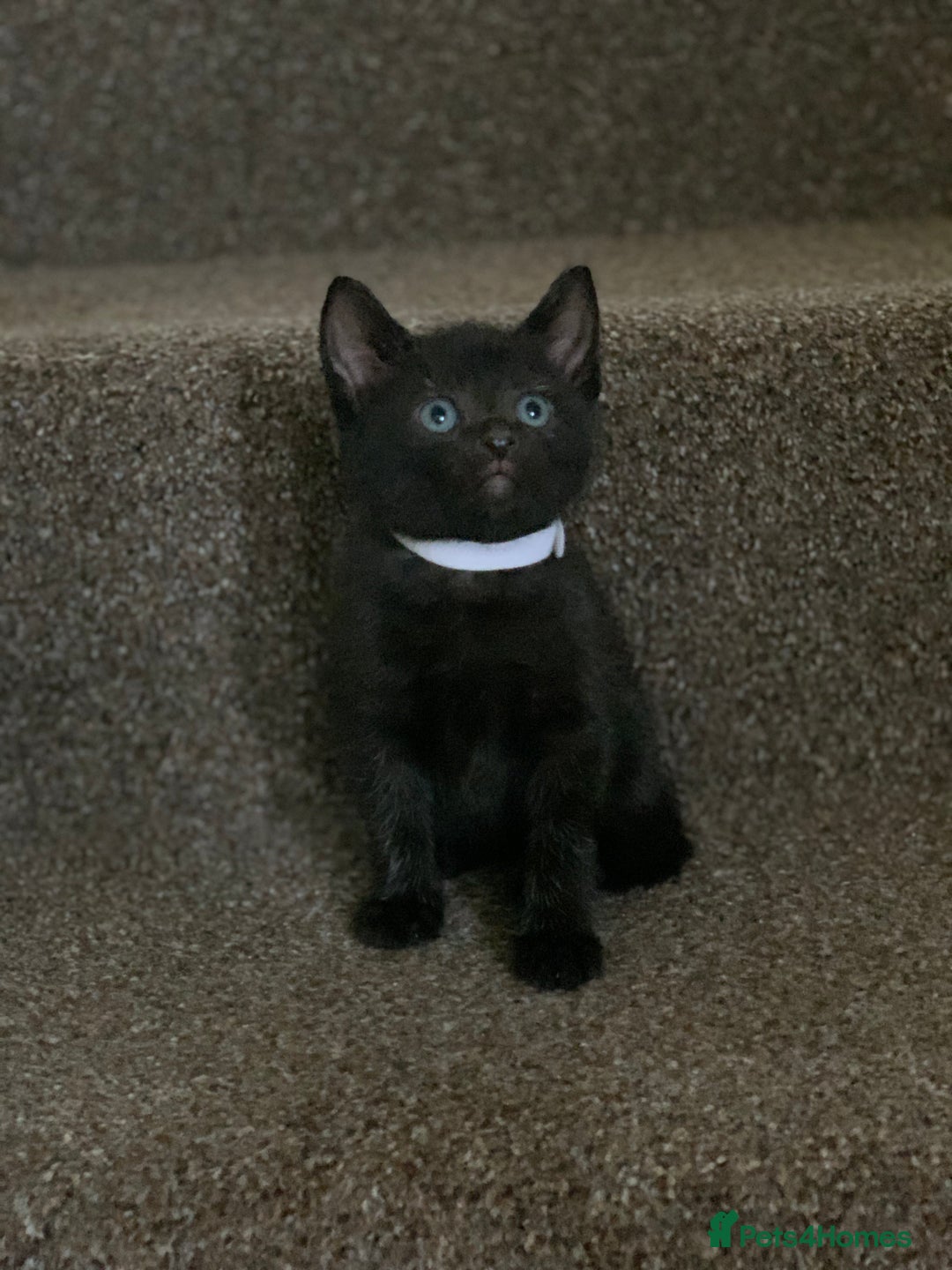 Russian Blue cats for sale: Beautiful Russian Blue x kittens READY NOW - Image 12