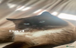 Ragdoll cats for sale: ragdoll kittens - Image 11