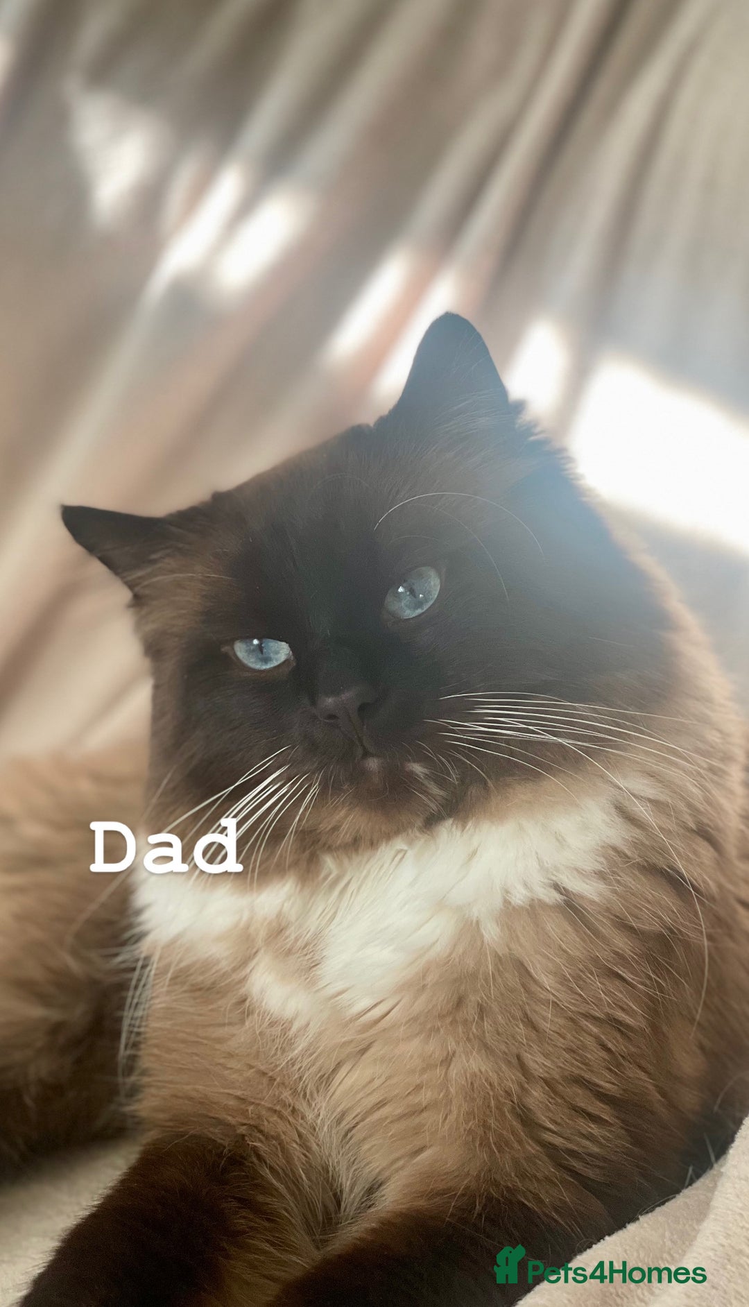 Ragdoll cats for sale: ragdoll kittens - Image 11