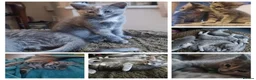Mixed Breed cats for sale: Ragdoll x British shorthair  - Advert 6