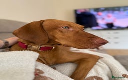 Hungarian Vizsla dogs for sale: Luna  - Image 3