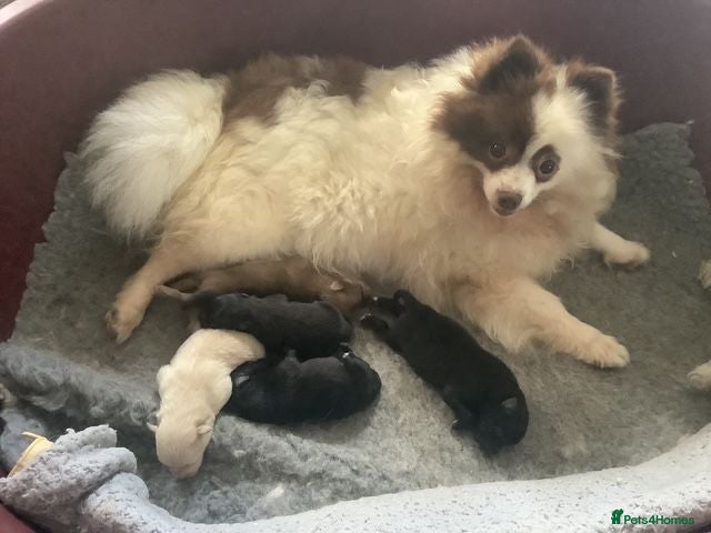 German Spitz dogs DELIGHFUL REGISTERED KLEIN DOG PUPPIES - Advert 1