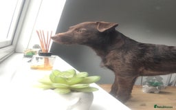 Patterdale Terrier dogs for stud: STUD PATTERDALE - Image 3