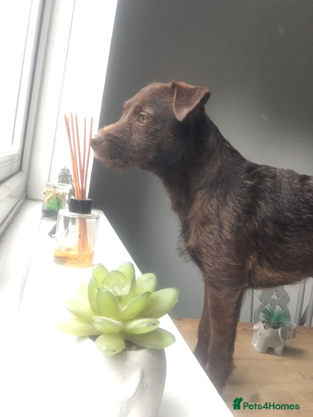 Patterdale Terrier dogs for stud: STUD PATTERDALE - Image 3