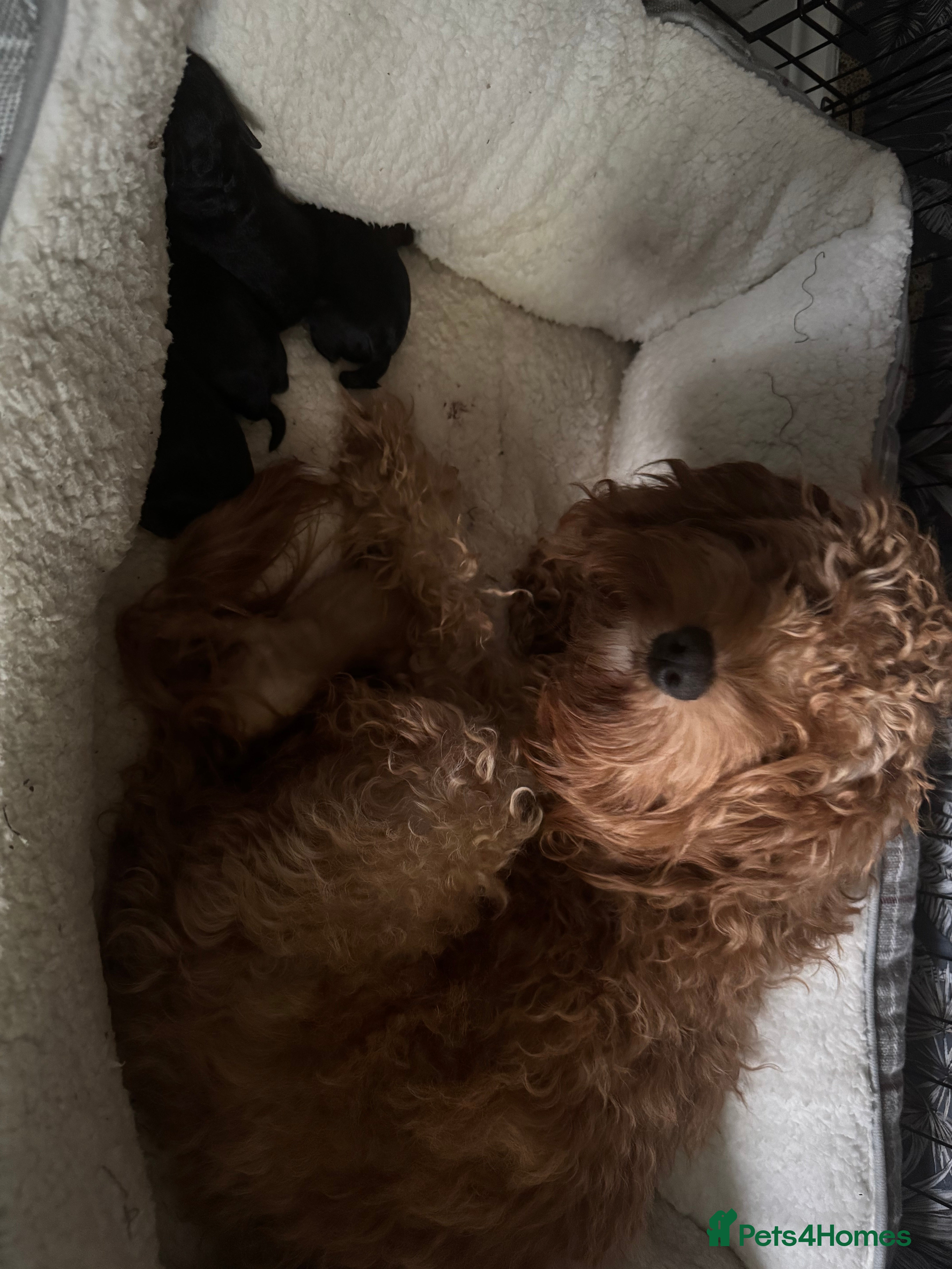 Cockapoo dogs F1B cockerpoo pups - Advert 5