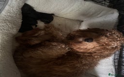 Cockapoo dogs for sale: Cockatoo pups - Advert 1